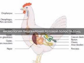 Пищ-е В Ротовой Полости У Птиц by Ксения Волкова