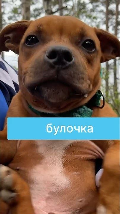 Идеальная булочка 🥐 #собака #стаффи #стаффордширскийбультерьер #щенок # ...