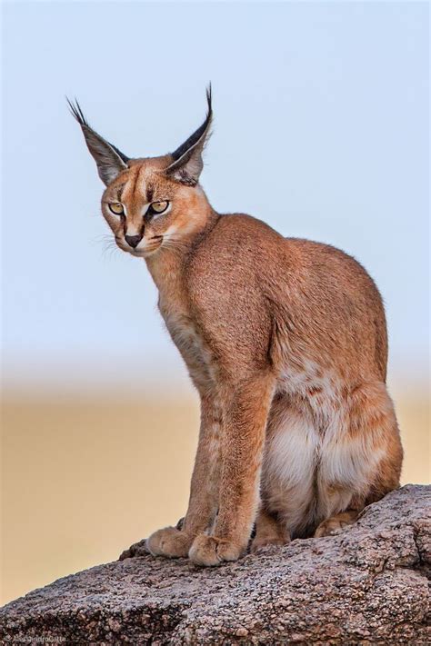 Small Wild Cats, Big Cats, Cute Cats, Animals And Pets, Baby Animals ...