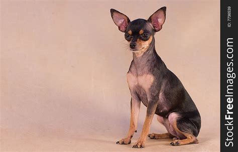 Russian Toy Terrier - Free Stock Images & Photos - 7736539 ...