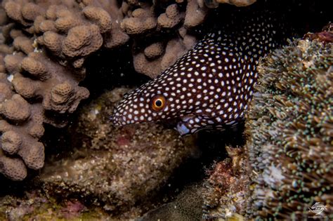 unusual moray eel facts  photographs seaunseen