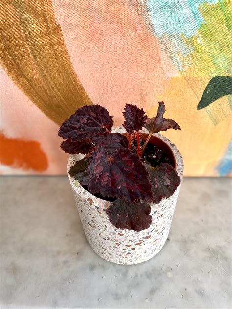 Maranta Red, Prayer Plant — The Tender Gardener