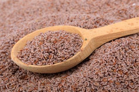 Psyllium