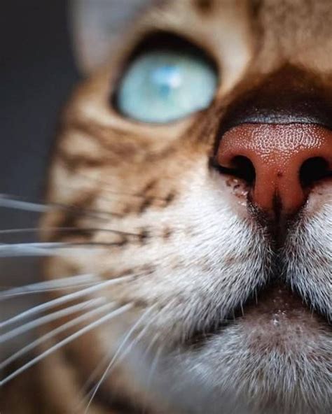 Pin on Милые котики