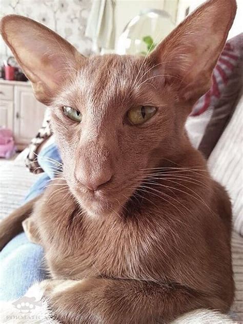 Pin on Cattery