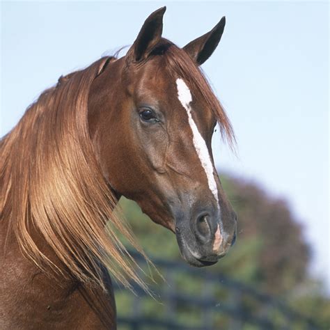 Horse Head Markings at Lucy Via blog
