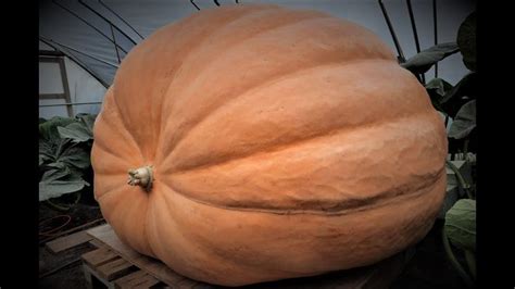 Timelapse | From seed to 600kg Giant Pumpkin - YouTube | Giant pumpkin