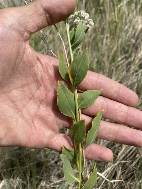 Perennial pepperweed - CKISS - Central Kootenay Invasive Species Society