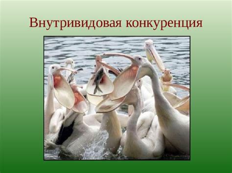 Презентация по биологии "Типы экологических взаимодействий"