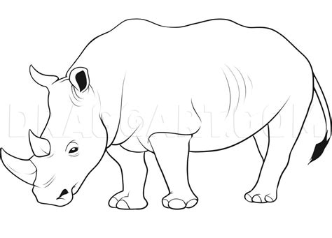 how to draw a black rhino