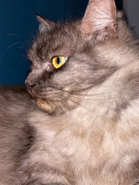 Domestic Long Hair Cats For Adoption - 1 Year 6 Months, Ace from Cheras