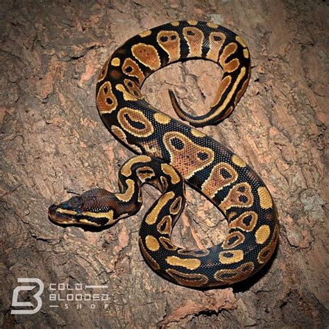 baby normal ball python