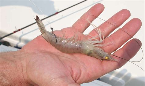 bagaimana nak panjangkan hayat umpan udang hidup umpan