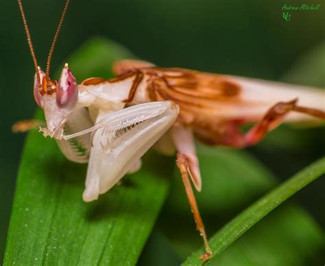 Flickriver: Photoset 'Hymenopus coronatus (Orchid Mantis)' by Andrew ...