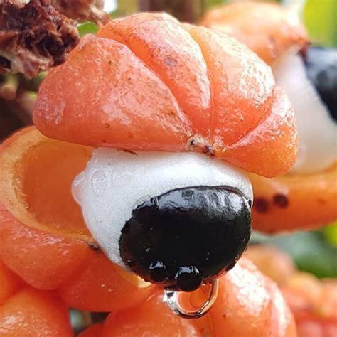 Guaraná: O Energético Natural da Amazônia - Frutas Nativas