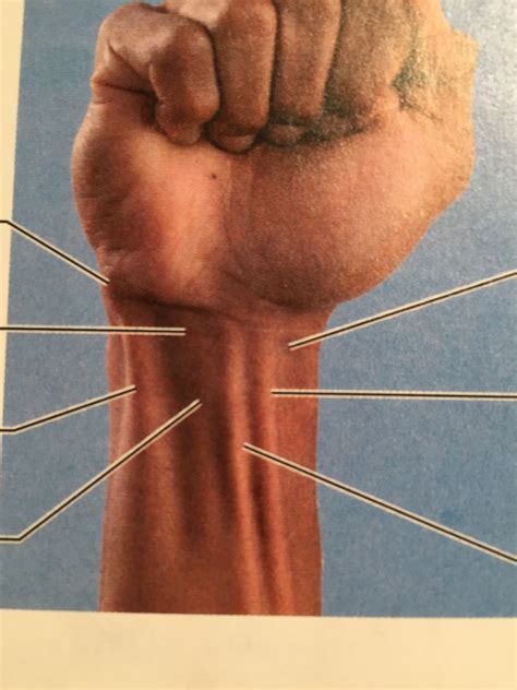 fist Diagram | Quizlet