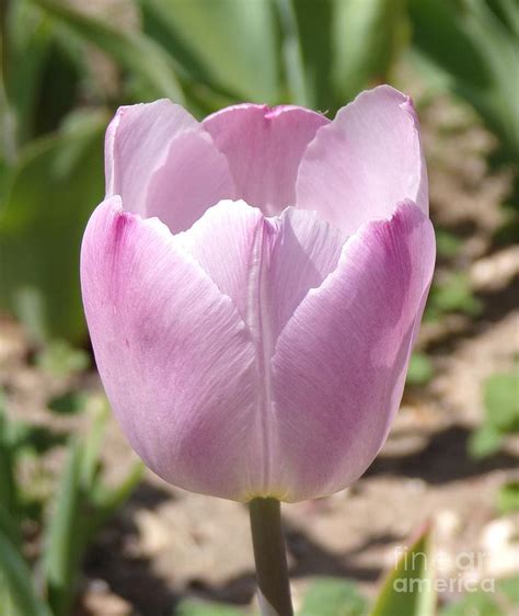 Becky's Beautiful Tulips-Soft Lavender-three Photograph by Joney Jackson - Fine Art America