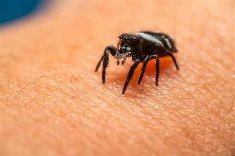 Spider Bite Rash: Symptoms, Treatment, and Prevention Tips