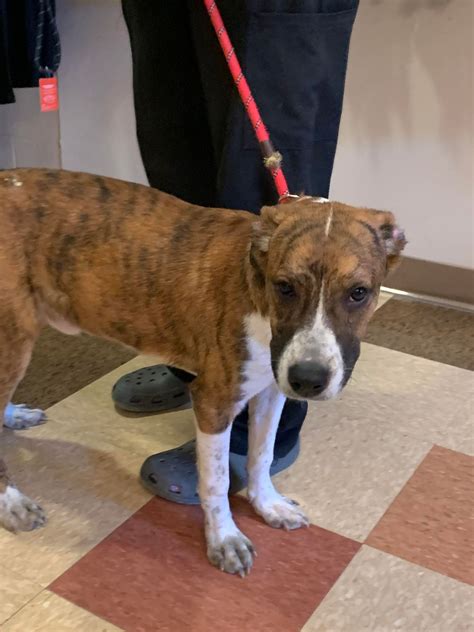Jefferson County Humane Society and Jefferson County Animal Shelter
