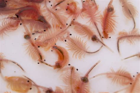 Alimentar peixes com comida viva | zooplus Magazine
