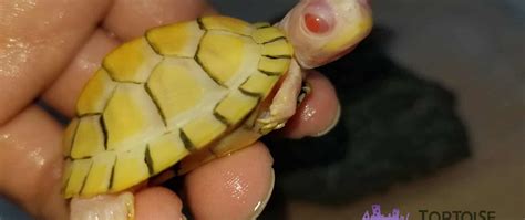 red eared slider turtle care baby slider turtles care sheet slide care