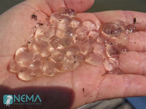 Ocean observations to stem the tides of invasive species in the