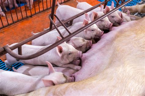 Practical management of the piglet around the farrow process - Meadow Feeds