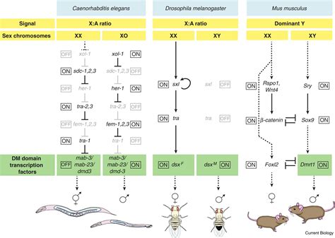Sex determination: Current Biology