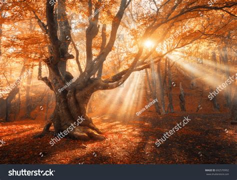 Волшебное старое дерево с солнечными лучами: стоковая фотография ...