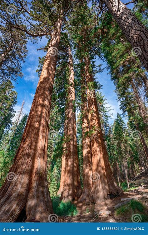 Giant Sequoias Near Yosemite National Park in California Stock Image ...