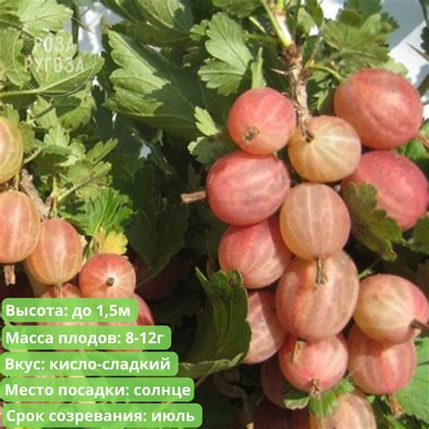 Питомник Роза Ругоза - Крыжовник Пакс