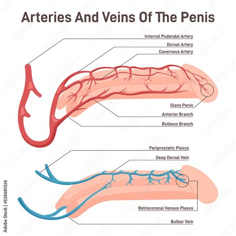 vecteur stock blood circulation   penis male reproductive organ