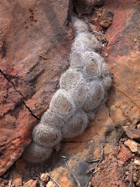 Mammillaria lenta, Ahuihla, G.Matuszewsky | Piante grasse rare, Piante ...