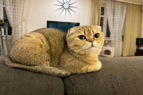 Как приучить кошку к унитазу: новости, животные, кошки, унитаз ...