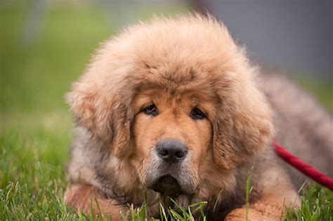 15+ Mastiff With Long Hair - AzmaRaynie