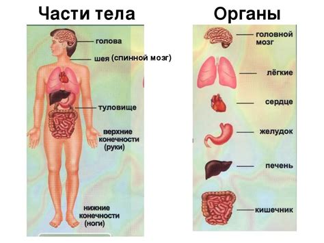 Строение человека (внутренние органы): фото с надписями