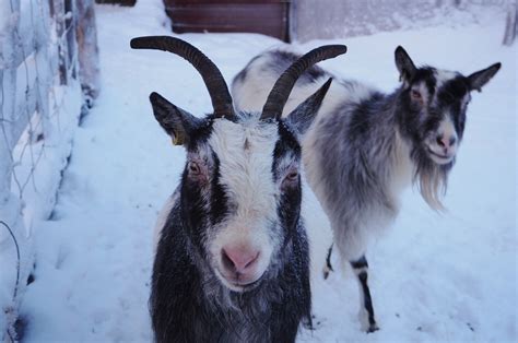 ERÄ-SUSI: Unohtumattomia elämyksiä Rukatunturilla!