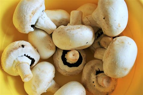 Fresh Mushrooms Free Stock Photo - Public Domain Pictures
