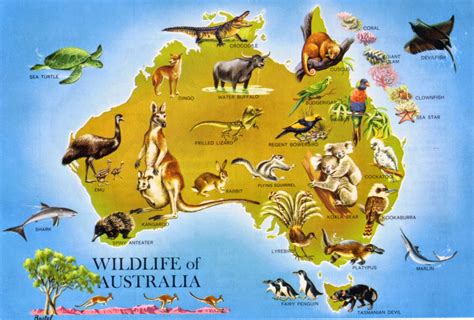 ilcovodijack   gatti australiani rei  confessi