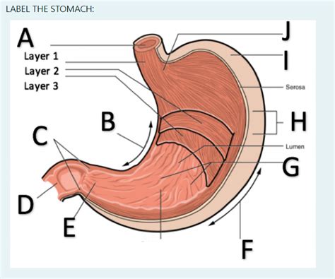 stomach label diagram quizlet
