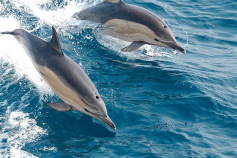 how long to dolphins live