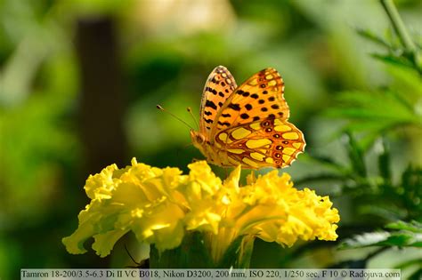 Tamron AF 18-200mm F / 3.5-6.3 Di II VC Model B018 Review | Radozhiva