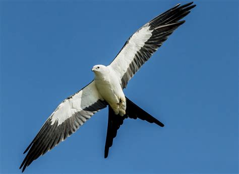 Bird Kites