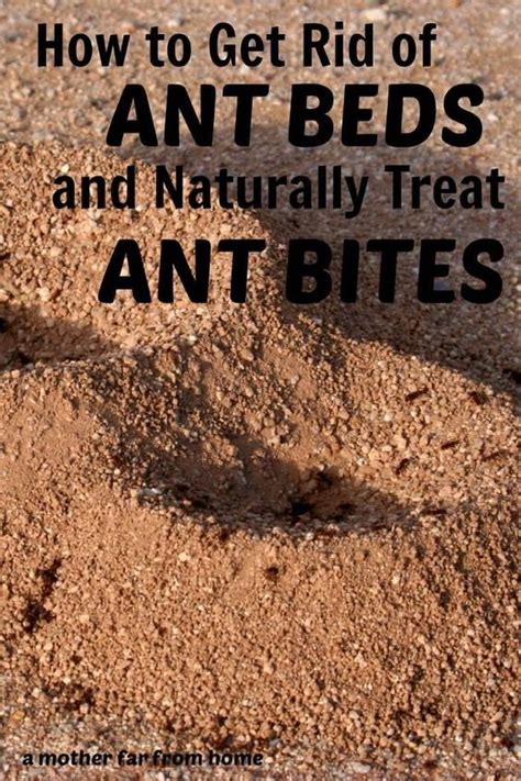 how to get rid of ant beds