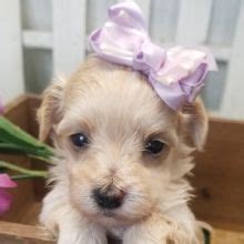 maltipoo puppies  sale puppyspot maltipoo puppy maltipoo