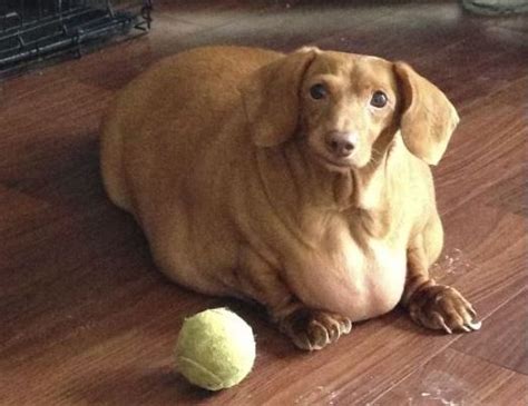 THE FATTEST DOG YOU'LL EVER SEE...He Went On A Diet!