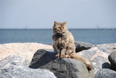 Free Images : beach, outdoor, kitten, fauna, rocks, whiskers ...