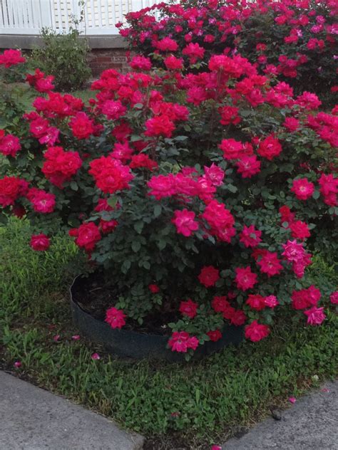 18 Jackie Rose Garden Ideas To Consider | SharonSable