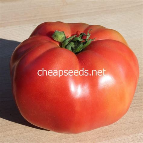 African Queen Tomato Seeds – Heirloom Large Pink Tomatoes – Cheap Seeds