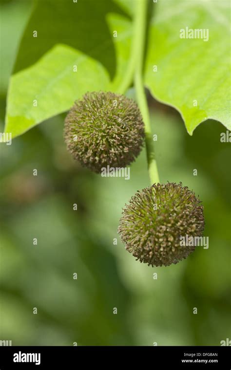 London plane tree leaf hi-res stock photography and images - Alamy